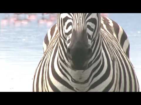The Real Reason We Don't Ride Zebras