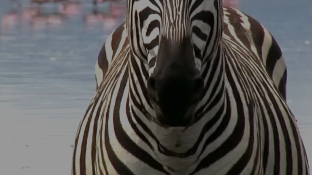 The Real Reason We Don't Ride Zebras